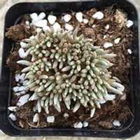 微信洋槐树头像_高清洋槐树微信头像