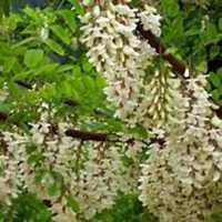 微信洋槐树头像_高清洋槐树微信头像