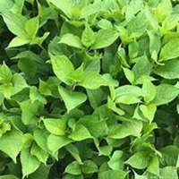 微信洋槐树头像_高清洋槐树微信头像