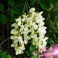 微信洋槐树头像_高清洋槐树微信头像