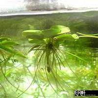 微信浮萍头像_高清浮萍花朵图片大全