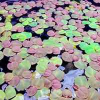 微信浮萍头像_高清浮萍花朵图片大全