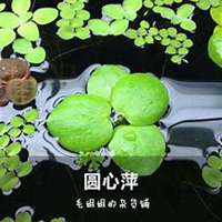 微信浮萍头像_高清浮萍花朵图片大全