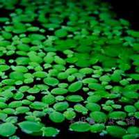 微信浮萍头像_高清浮萍花朵图片大全