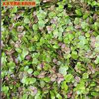 微信浮萍头像_高清浮萍花朵图片大全