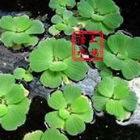 微信浮萍头像_高清浮萍花朵图片大全