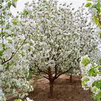 微信海棠树头像_高清海棠树微信头像