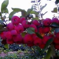 微信海棠树头像_高清海棠树微信头像