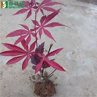 微信海棠树头像_高清海棠树微信头像