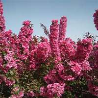 微信海棠树头像_高清海棠树微信头像