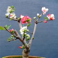 微信海棠树头像_高清海棠树微信头像