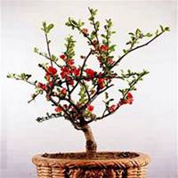 微信海棠树头像_高清海棠树微信头像