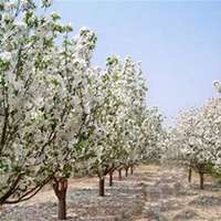 微信海棠树头像_高清海棠树微信头像