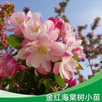 微信海棠树头像_高清海棠树微信头像