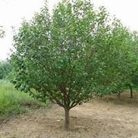 微信海棠树头像_高清海棠树微信头像