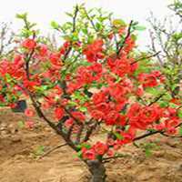 微信海棠树头像_高清海棠树微信头像