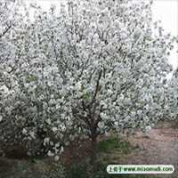 微信海棠树头像_高清海棠树微信头像