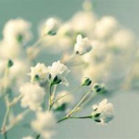 微信满天星头像_高清满天星花朵图片大全