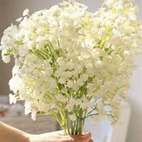 微信满天星头像_高清满天星花朵图片大全