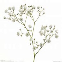 微信满天星头像_高清满天星花朵图片大全