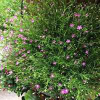 微信满天星头像_高清满天星花朵图片大全