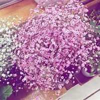 微信满天星头像_高清满天星花朵图片大全