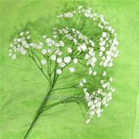 微信满天星头像_高清满天星花朵图片大全