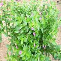 微信满天星头像_高清满天星花朵图片大全