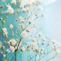 微信满天星头像_高清满天星花朵图片大全