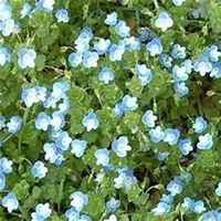 微信满天星头像_高清满天星花朵图片大全