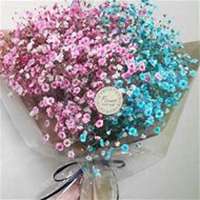 微信满天星头像_高清满天星花朵图片大全