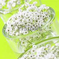 微信满天星头像_高清满天星花朵图片大全