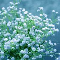 微信满天星头像_高清满天星花朵图片大全