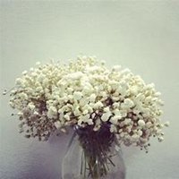 微信满天星头像_高清满天星花朵图片大全