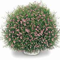 微信满天星头像_高清满天星花朵图片大全