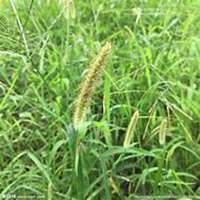 微信狗尾巴草头像_高清狗尾巴草花朵图片大全