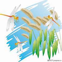 微信狗尾巴草头像_高清狗尾巴草花朵图片大全