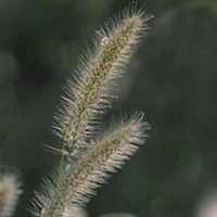 微信狗尾巴草头像_高清狗尾巴草花朵图片大全