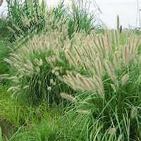 微信狗尾巴草头像_高清狗尾巴草花朵图片大全