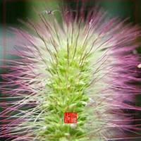 微信狗尾巴草头像_高清狗尾巴草花朵图片大全