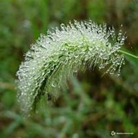 微信狗尾巴草头像_高清狗尾巴草花朵图片大全