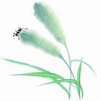 微信狗尾巴草头像_高清狗尾巴草花朵图片大全