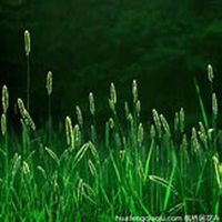 微信狗尾巴草头像_高清狗尾巴草花朵图片大全