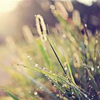 微信狗尾巴草头像_高清狗尾巴草花朵图片大全