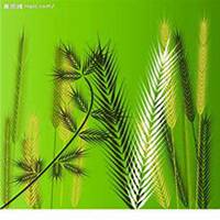 微信狗尾巴草头像_高清狗尾巴草花朵图片大全