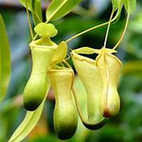 微信猪笼草头像_高清猪笼草花朵图片大全