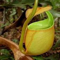 微信猪笼草头像_高清猪笼草花朵图片大全