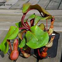 微信猪笼草头像_高清猪笼草花朵图片大全