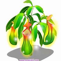 微信猪笼草头像_高清猪笼草花朵图片大全