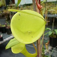 微信猪笼草头像_高清猪笼草花朵图片大全